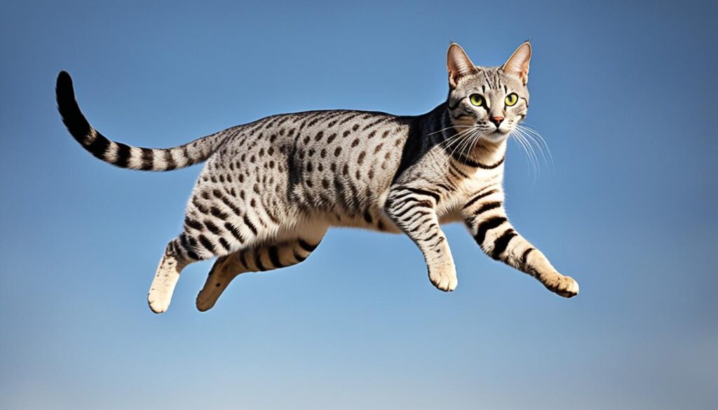 egyptian mau athleticism